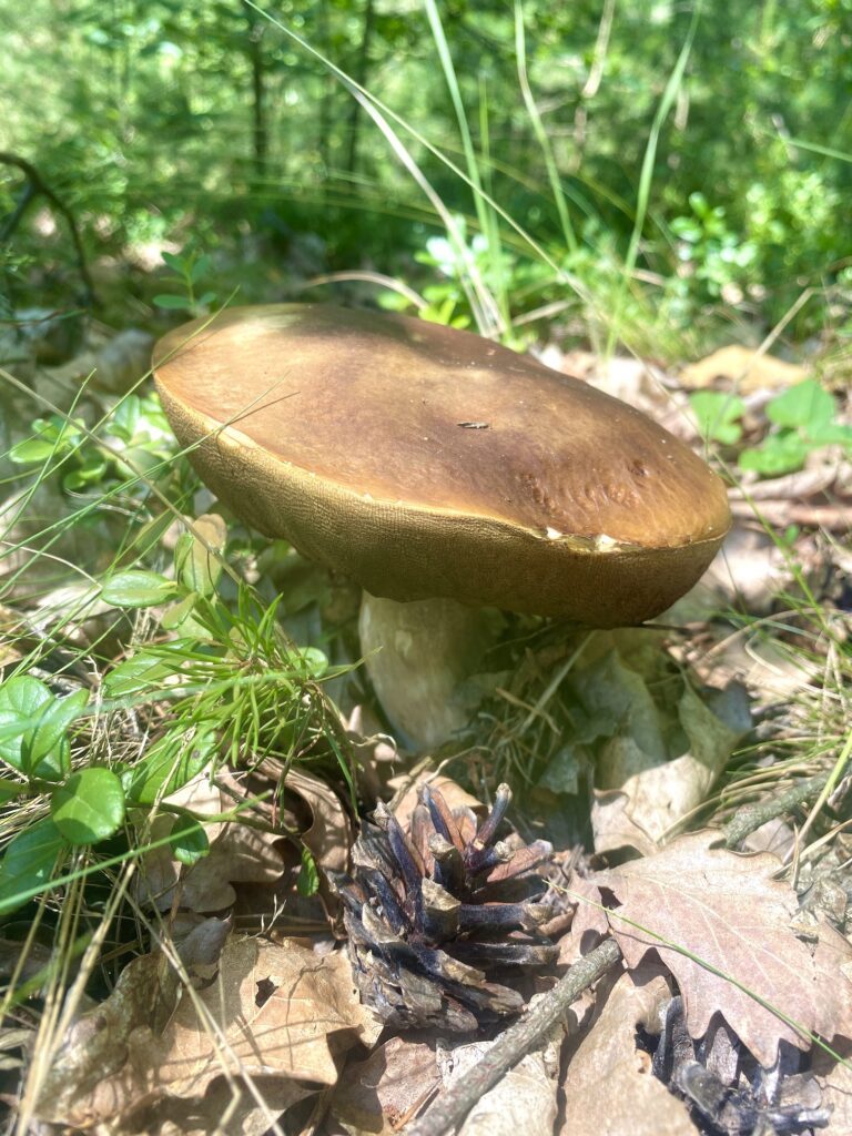 První letošní „úlovek“. Samozřejmě jsem ho tam nechala, to bych dovezla smaženici. Foto: Kateřina Rusá