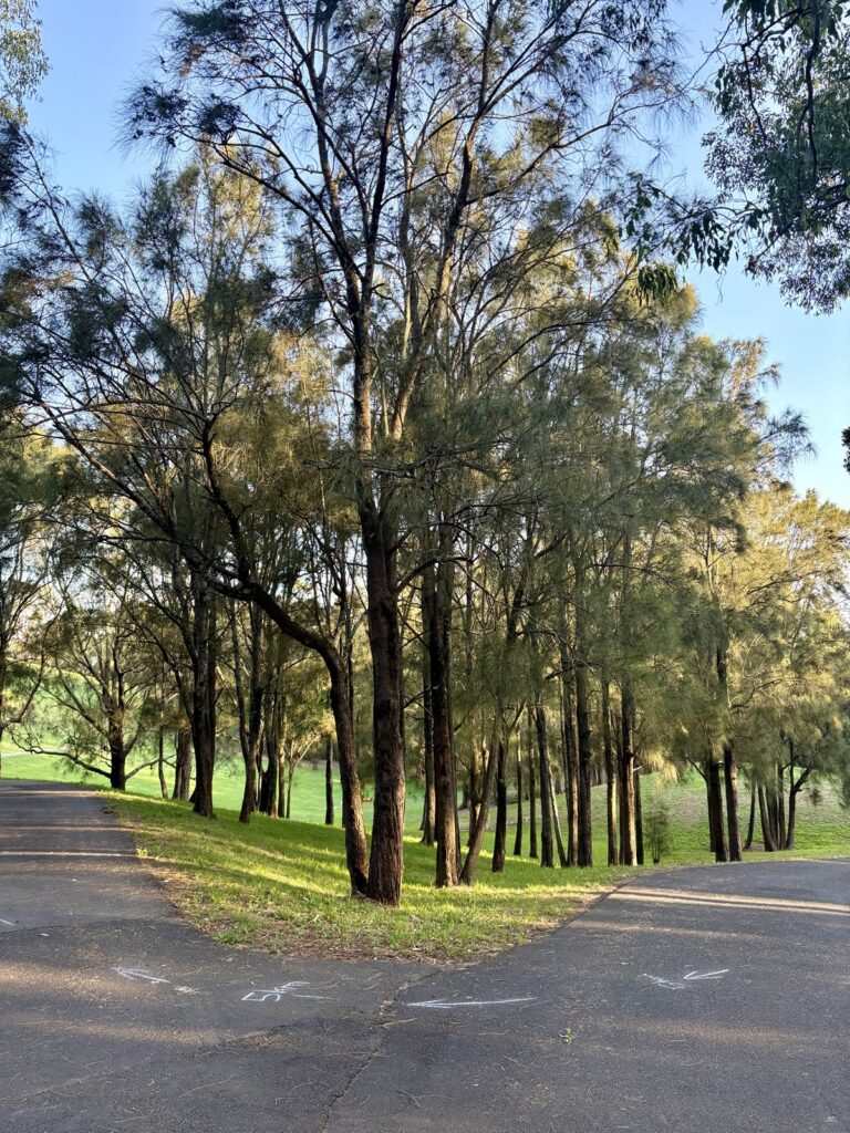 Můj běžecký park u jezera Gillawarna